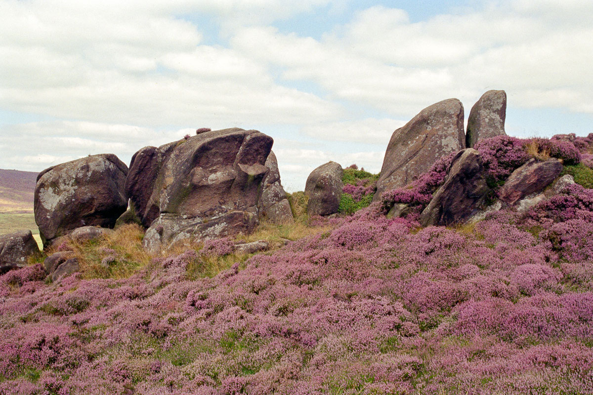 The Roaches with Fields of Heather