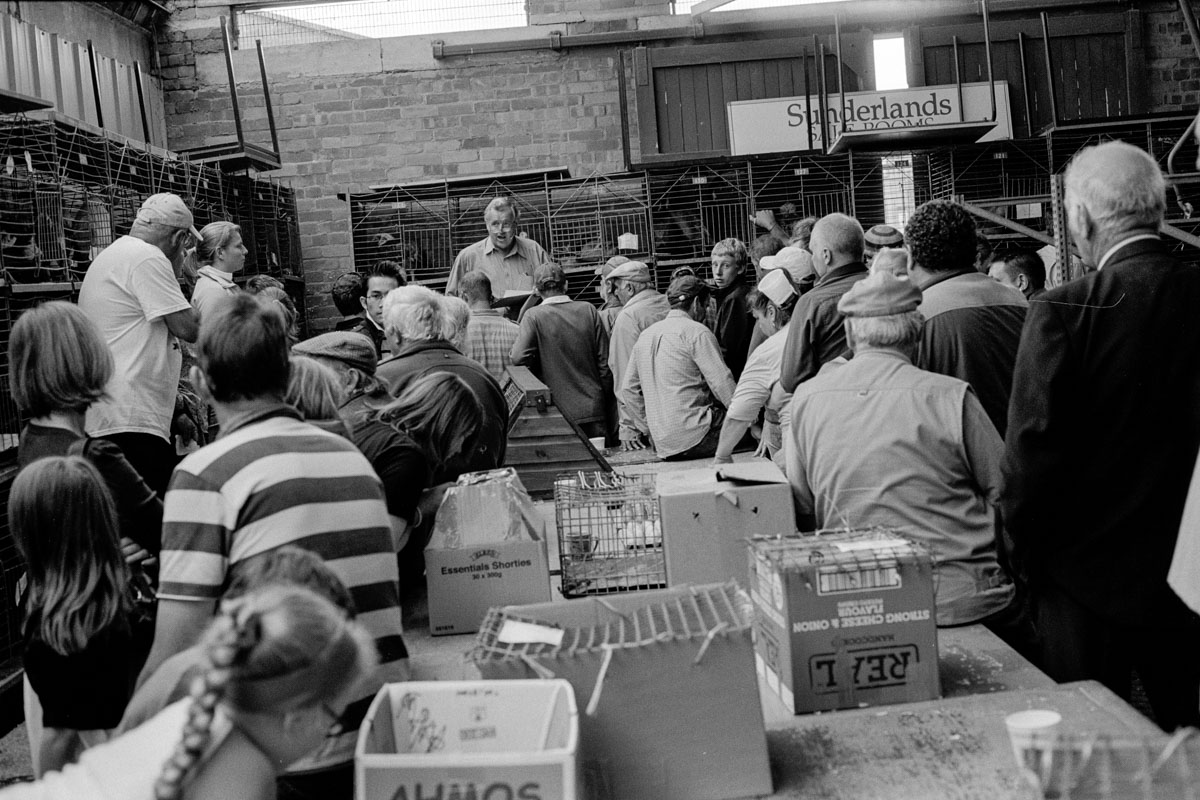 Inside Hereford Poultry Auction