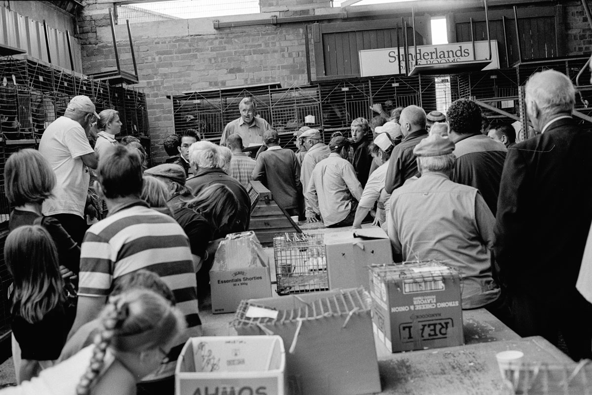 Inside Hereford Poultry Auction: Sunderland Salerooms