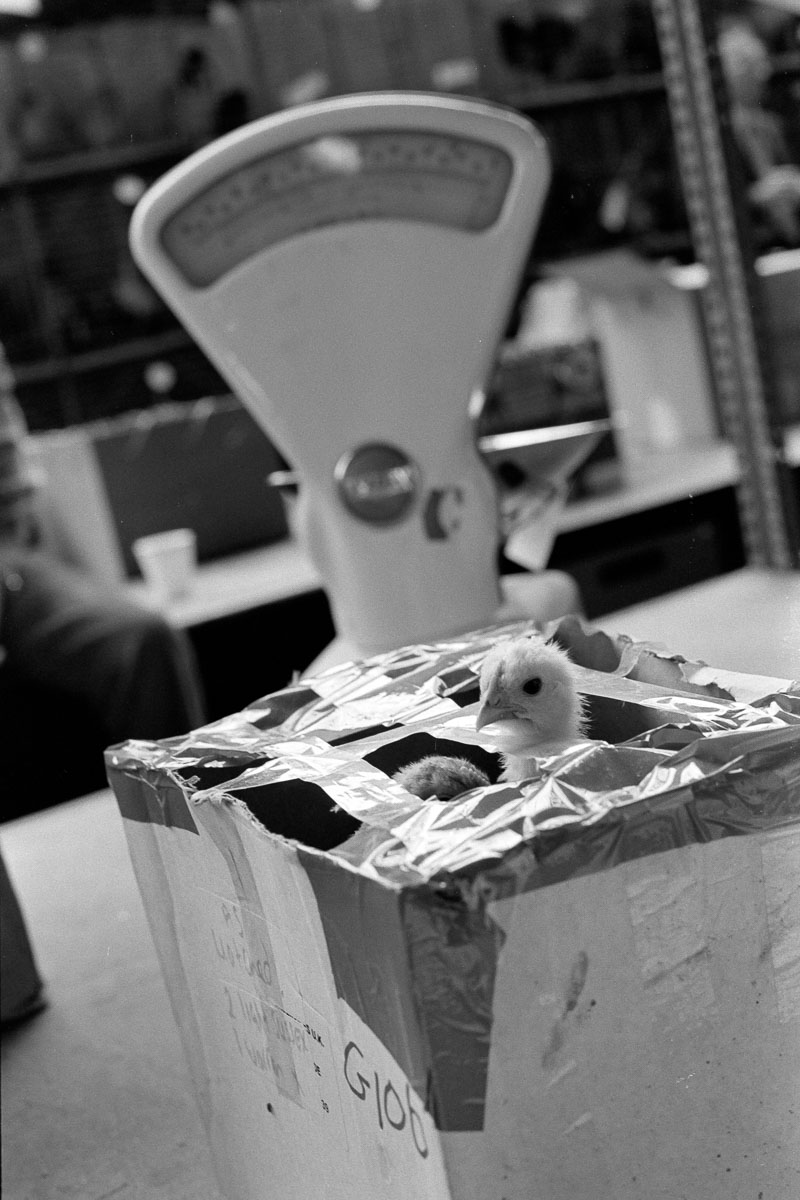Chicks at Hereford Poultry Auction